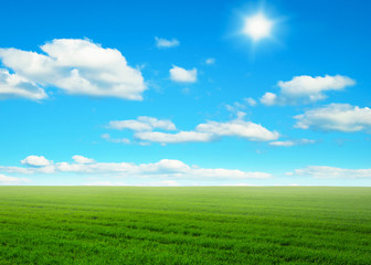 Fototapeta na wymiar Green field under blue sky