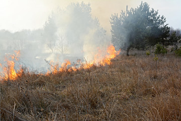 Stubble burning in meadow.