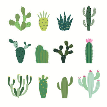 Cactus collection in vector illustration
