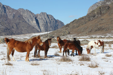 Fototapeta na wymiar Horses are grazed on a snow glade among mountains in the early spring 
