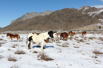The horses going from a pasture on snow among mountains in the early spring
