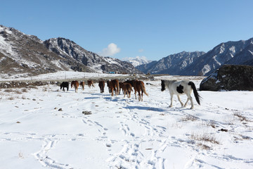 The horses going from a pasture on snow among mountains in the early spring

