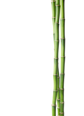 Fototapeta na wymiar Bamboo isolated on white background.
