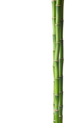 Bamboo isolated on white background.
