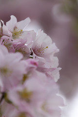 pink flowers on tree