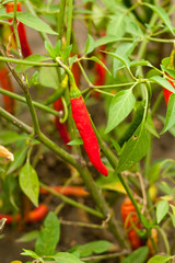 red peppers on a branch close-up