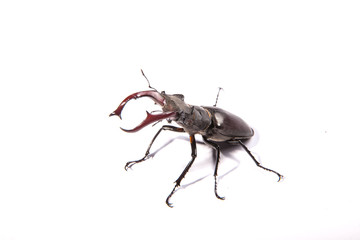 Large, male stag beetle