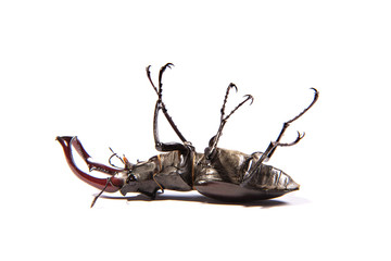 Large, male stag beetle