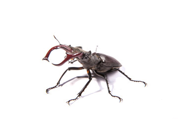 Large, male stag beetle