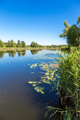 Calm pond and water plants