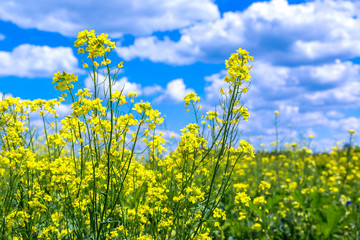 Fototapeta premium Colza field