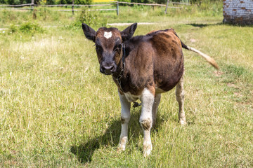 Little calf