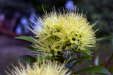 Samosir Island White Xanthostemon.