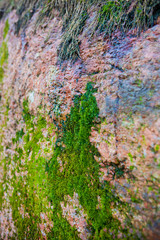 green moss on a gray rock