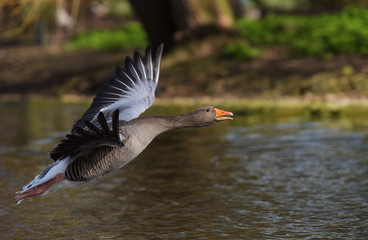 Greylag Goose, goose
