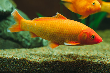 Aquarium fish -  goldfish Carassius auratus