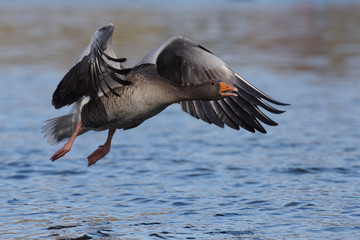 Greylag Goose, goose