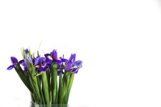 Purple iris flower isolated on white background