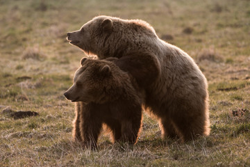 Zwei Braunbären halten Ausschau