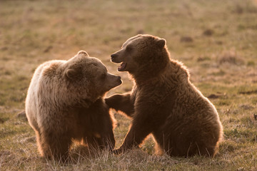 Zwei Bären spielen miteinander