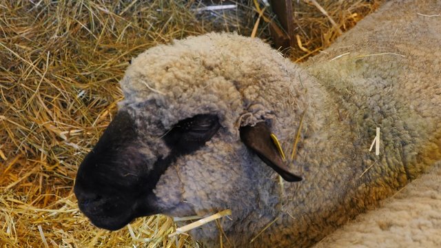 moutons en bergerie
