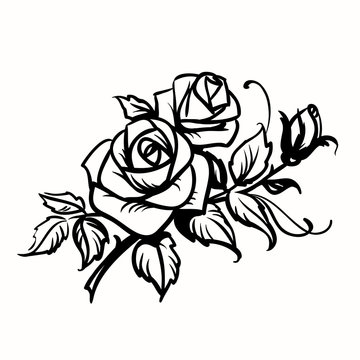 Roses. Black outline drawing on white background
