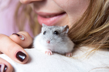 small Jungar hamster on the shoulder of a woman