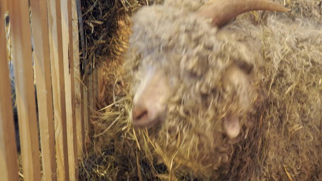 moutons en bergerie