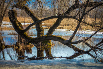 Fototapeta premium spring, flooded trees