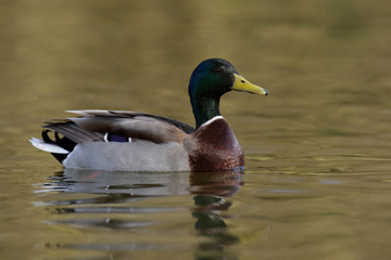 Mallard, Duck, Anas platyrhynchos