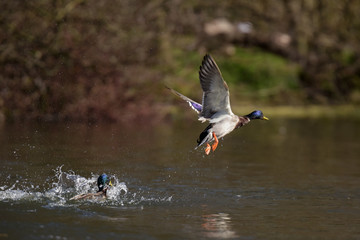Mallard, Duck, Anas platyrhynchos