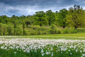 Summer landscape and white daffodils flowers