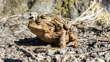  Froschlurche bei der Fortpflanzung