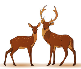 Couple of deers isolated