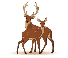 Couple of deers isolated