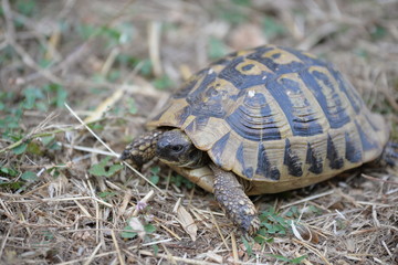 turtle 3
