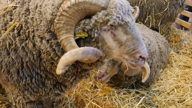 moutons en bergerie