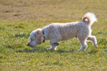 Cavapoo puppy running.