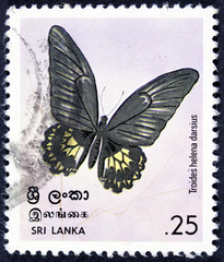 Fototapeta na wymiar GROOTEBROEK ,THE NETHERLANDS - MARCH 8,2016 : A stamp printed in Sri Lanka (Ceylon) shows Triodes helena darsius, circa 1978 