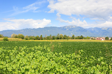 Agriculture, field of soybean