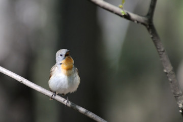 Singing Red-breasted Flycatcher in spring forest