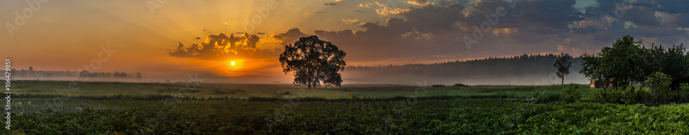 Wall mural beautiful sunrise and tree