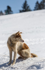 Naklejka premium chien de traîneau
