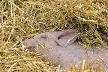 port&eacute;e de porcelets