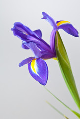Beautiful flower iris closeup. Floral background