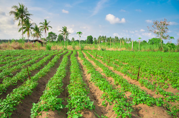 Fototapeta na wymiar Cassava field after watering at spring season, agricultural land
