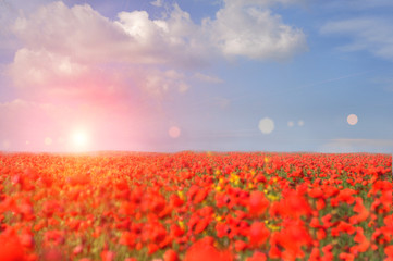 Fototapeta na wymiar stretching to the horizon Field with blossoming white poppies. The bright sun with rays and solar flares in the sky. Bright sky sinne 