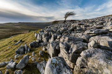 Obraz premium Interesting Limestone pavement with lone windswept tree at Twistleton Scar in North Yorkshire, UK.