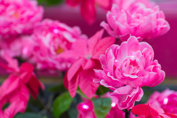 Artificial rose for home decoration.