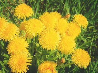 Sumer filed with green grass